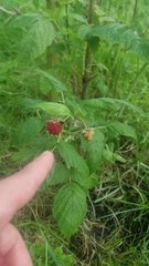 Potager : Nos premiers fruits rouges  (Exclusivité Dailymotion)