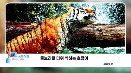[포토오늘] 물보라로 더위 식히는 호랑이  / YTN