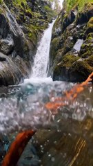 let's make a good and deep relaxation with beautiful water and bird's vocals