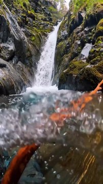 let's make a good and deep relaxation with beautiful water and bird's vocals