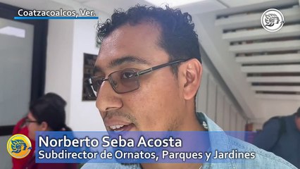 Esta cantidad de árboles han podado durante el 2024 en Coatzacoalcos