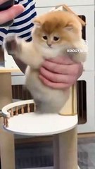 Lovely cute cat 2024/Loving cat/heart touching cat