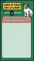 ️ Tremblements ou Frémissements chez les Chiens : Comment Réagir ?