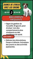  Bâillements Fréquents chez les Chiens : Un Indicateur de Stress ?