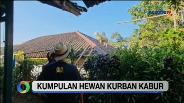 Okezone Updates: Hewan Kurban Kabur ke Atas Rumah Warga hingga Teyeng Wakatobi Minta Maaf