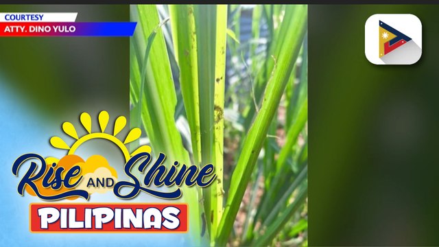 SRA, nag-inspeksiyon sa isang tubuhan at maisan sa Negros Occidental matapos itong atakihin ng army worms
