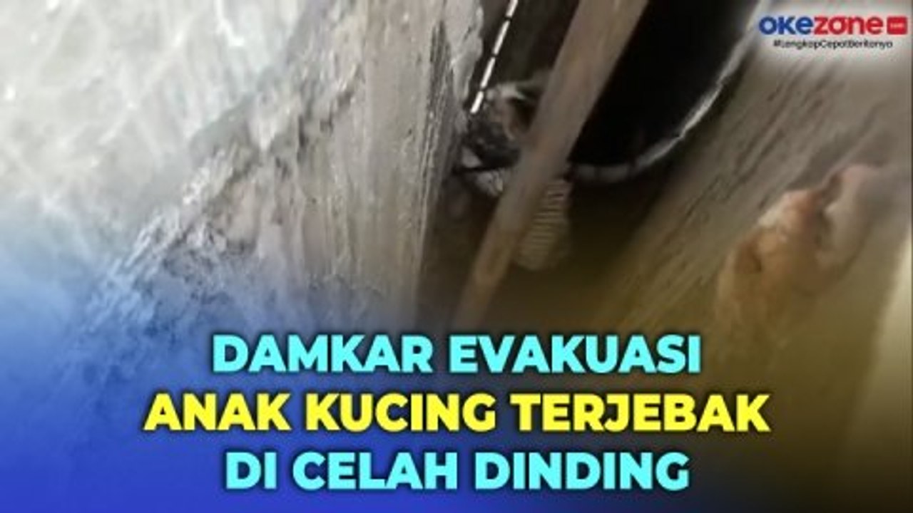 Dramatis! Petugas Damkar Selamatkan Anak Kucing Terjebak di Celah Dinding Sempit