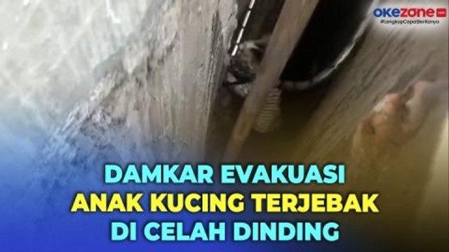 Dramatis! Petugas Damkar Selamatkan Anak Kucing Terjebak di Celah Dinding Sempit