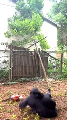 Man Barely Avoids Falling Tree