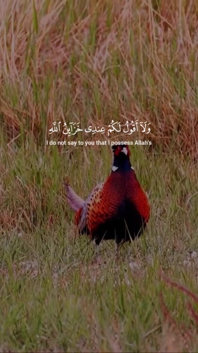 Beautyfull bird and tha holly quran english translate bastard vioce