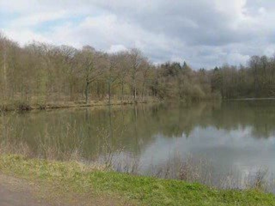Fourmis etang des moines