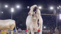 Amazing Brahman Bulls in Pakistan 2024 | Top Quality Bulls in Decent Cattle Farm Pakistan
