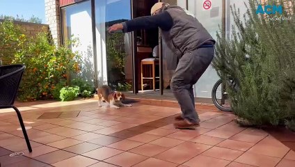 Roxy declared as a menacing dog | Thursday, June 20, 2024 | South Coast Register