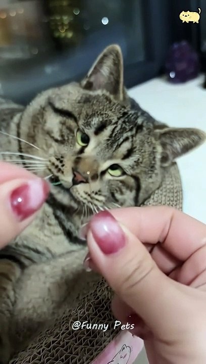 Fani cat