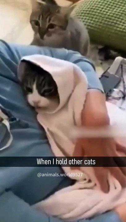 Fani cat