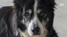 Hunde-Opa soll auf dem Balkon verenden, bis plötzlich ein Schutzengel angeflogen kommt