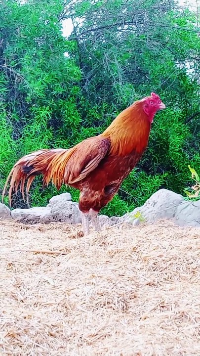 Aseel fighter Murga win 3 fight