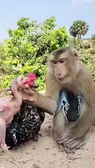 बंदर ने तो कमाल कर दिया Bandar Ne to Kamal Kar Diya#viral#shorts