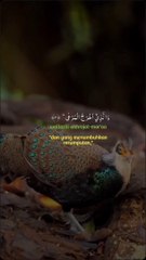 Beautyfull bird and tha holly quran english translate bast vioce