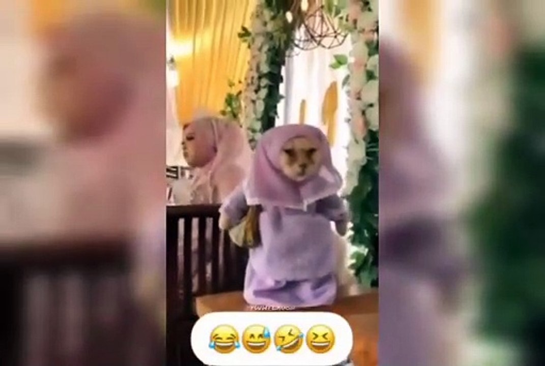 Arab comedy