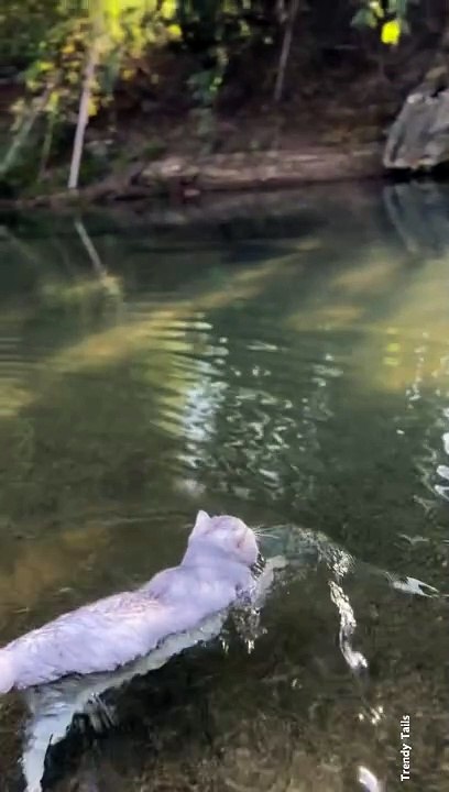 Cat Swimming