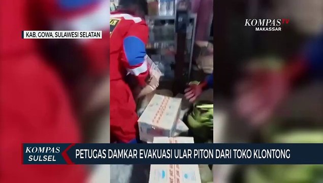 Petugas Damkar Evakuasi Ular Piton Dari Toko Klontong
