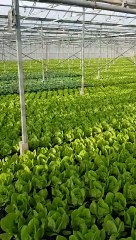 john nwankwo noko beautiful lettuce