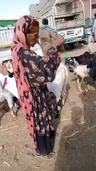 ھاڻي_ھي_عمر_به_انھن_سان_کيڏڻ_جي_آهي_...ھاڻي_ھي_عمر_به_انھن_سان_کيڏڻ_جي_آهي_...see_more