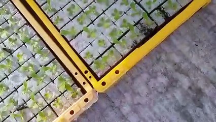 john nwankwo noko 1 week nursery