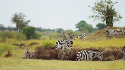 Amazing scenes of wild animals
