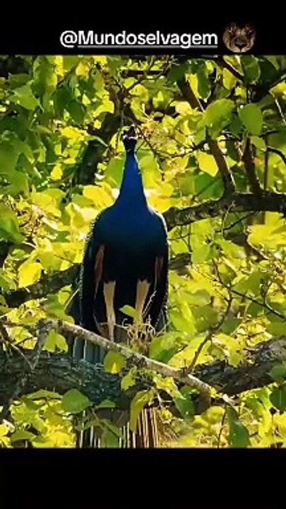 Very beautiful seen in wildlife