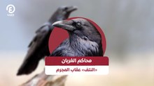 محاكم الغربان «النتف» عقاب المجرم