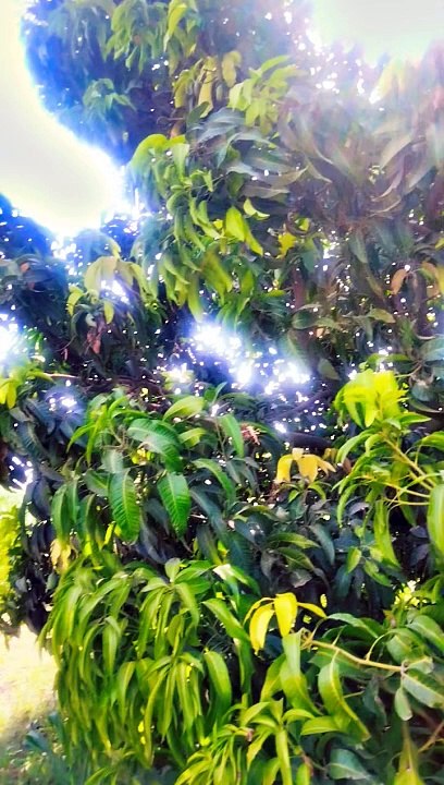 Mango garden