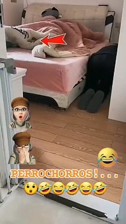 Laughter