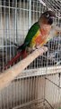 Green Cheeked Conure Parrots