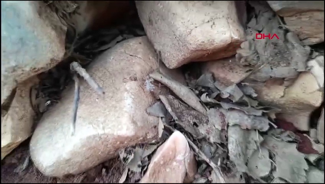 Adıyaman'da 'dikenli dantel böceği' görüntülendi