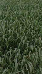 Na Dekho Dunia ki #shortvideo#viralvideo#beautifull