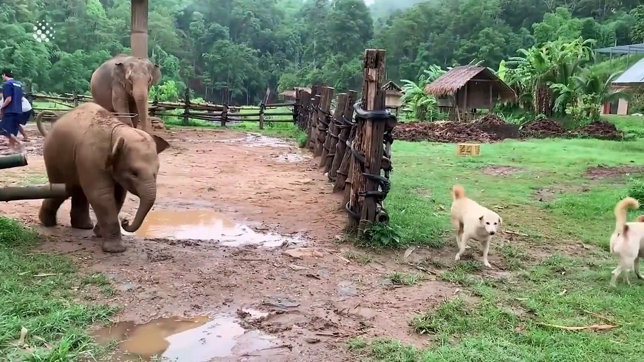 Cute And Funny Baby Elephant Videos Compilation - video Dailymotion