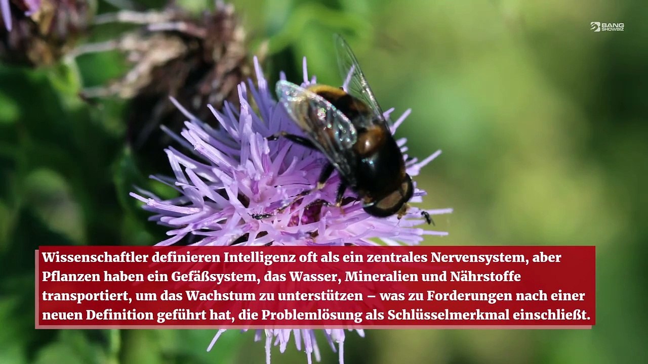 Pflanzen sind in der Lage, Probleme zu lösen