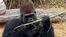 Silverback Gorilla | some line about gorilla behavior in hindi (part 1)
