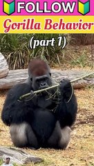 Silverback Gorilla | some line about gorilla behavior in hindi (part 1)
