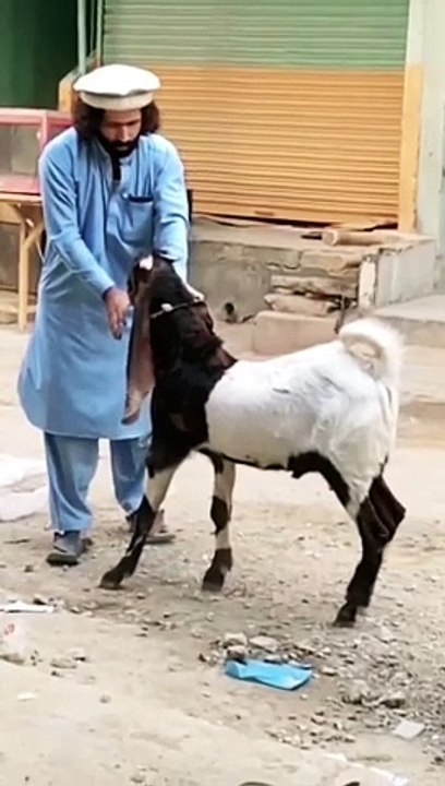میرا بکرا