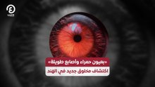 «بعيون حمراء وأصابع طويلة» اكتشاف مخلوق جديد في الهند