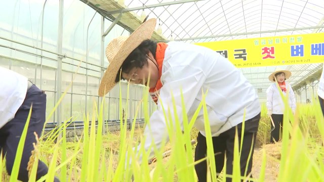 [경기] '임금님표 이천 쌀' 올해 전국 첫 벼베기 / YTN