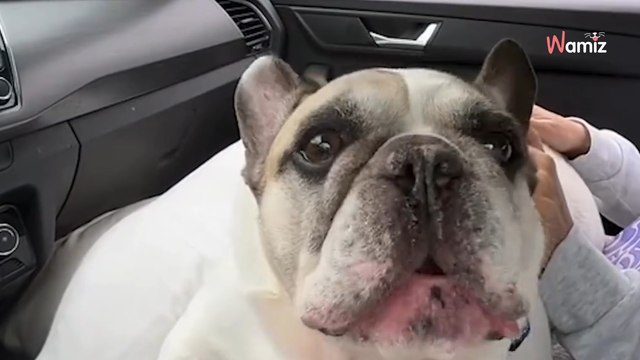 Attention, star mondiale en vue ! Sunny, le bouledogue français qui râle comme personne, est là pour vous faire craquer !