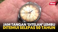 Jam tangan ‘ditelan’ lembu ditemui selepas 50 tahun