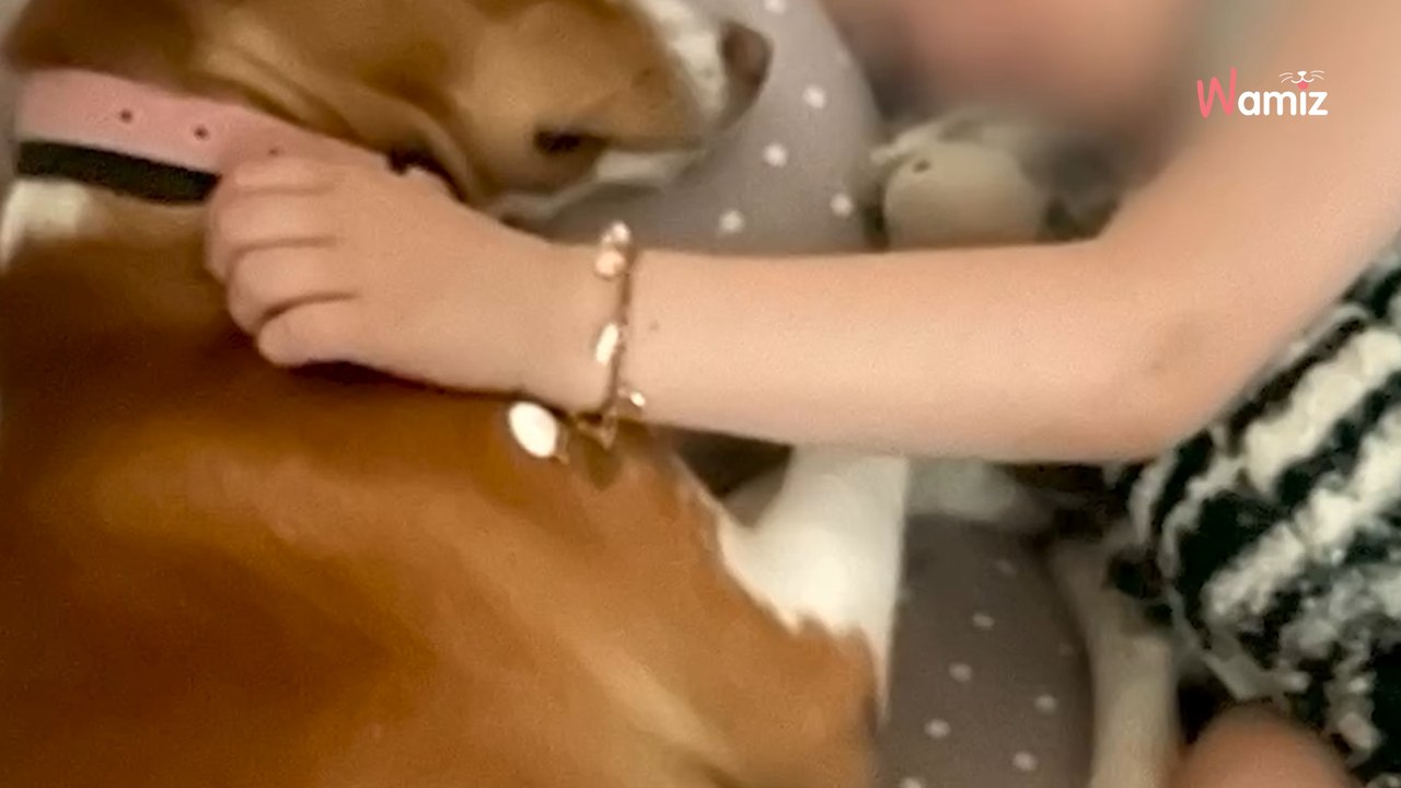  PARTAGEZ pour aider Maryline et sa fille Julia, qui est inconsolable, a retrouver Tiki !