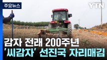 [녹색] 감자 전래 200주년...세계에 수출하는 'K-씨감자' / YTN