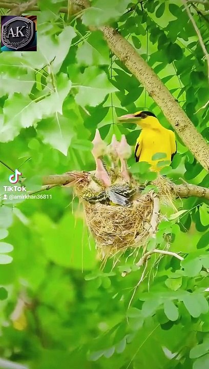 Funny babay kids cartoon video
