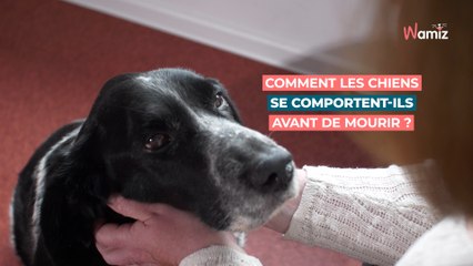 Chien mourant : que font les chiens quelques jours avant de mourir, quels sont les signes ?